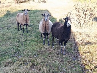 Ovce kamerunská - 3