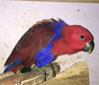 Eklektus polychloros - 3