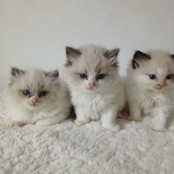 Ragdoll koťátka s PP - 3