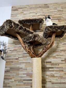 Stromy pro kočky - 3