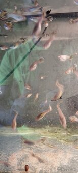16kč Paví očka+ Plata Skvrňitá+Mečovka zelená, Český Tešin - 3