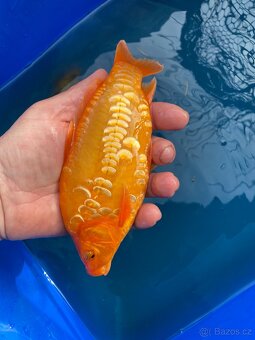 Koi - 3
