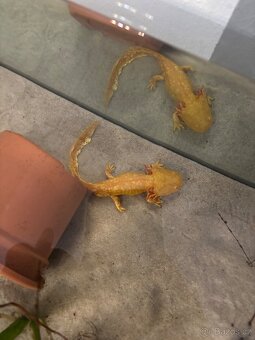 Ambystoma mexicanum - 3