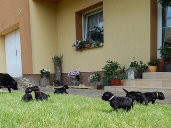 Štěňátka labradorský retriever s PP - labrador s PP - 3