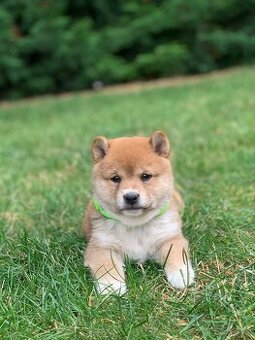 Shiba inu - 3