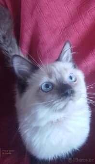 Ragdoll koťátka - 3