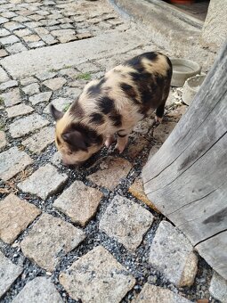 Kune Kune - 3