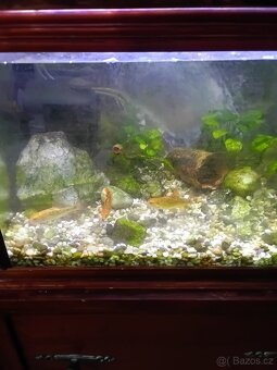 2 x akvárium se skříňkou včetně příslušenství - 3