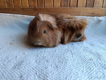 Morče / morčata / morčátko samečci - 3