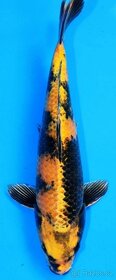KOI KAPR originál Import , 12-70cm - 3