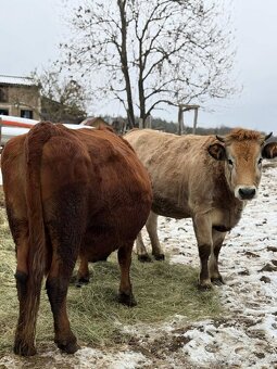 Prodám krávu a jalovici - 3