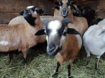 Kamerunský beran - 3