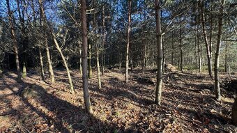 Prodej lesa, 8 225 m², Lány na Důlku, Pardubice - 3