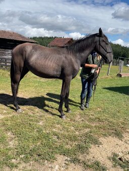 Starokladrubská klisna - 3