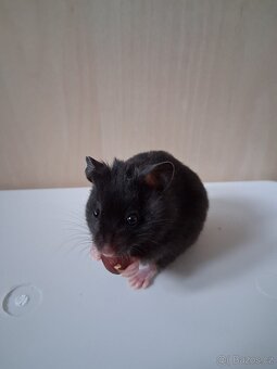 Křeček Syrský - 3