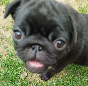 Mops - 3