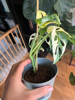 Monstera Adansonii Variegata - 3