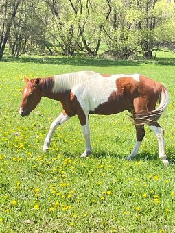 Valášci PH a QH - 3