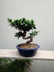 Fíkovník maloplodý bonsai - 3