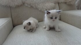 prodej ragdoll,radgoll,aktuálne,na predaj - 3