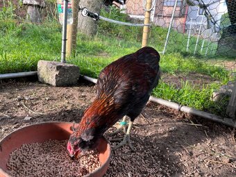 Kohouti - Ayam cemani, holandská zdr., araukana, kropenka - 3