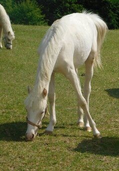 kobylka pony - 3