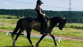 Sportovní pony B - 3