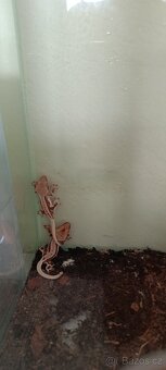 Pagekon řasnatý(Rhacodactylus ciliatus) - 3