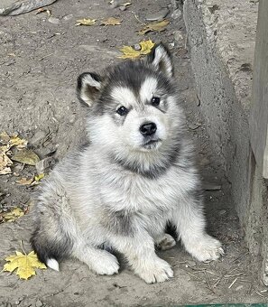 Aljašský Malamut - 3