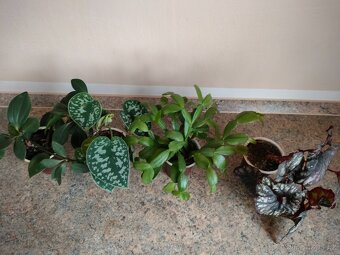 Rezervováno. Kytičky naší babičky 1, - 3