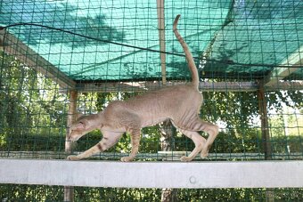 Peterbald s PP Zeina Marbleficent - 3