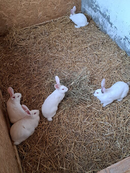 francouzska hyla - 3