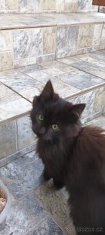 Koťátka daruji - 3