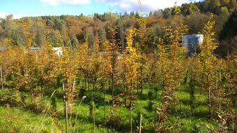 Habr - Carpinus - živý plot - 3