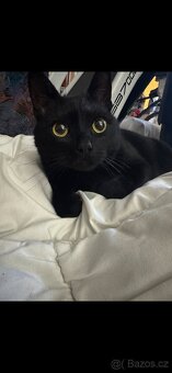 Daruji 3 letého kocourka - 3