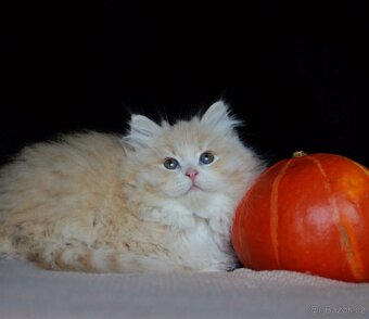 Sibiřská kočka s PP FIFE - 3