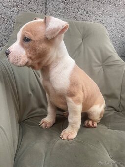 Americký stafordšírsky teriér, Staford - 3