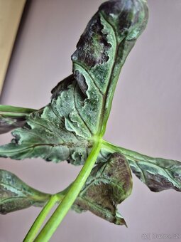 Alocasie - hlízy, rostliny - 3