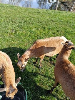 Ovce Kamerunská - 3