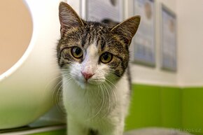 kočka k adopci, Hura, čtyři roky, velmi hodná - 3