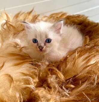 Ragdoll s PP - 3