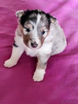 Šeltie - sheltie pejsci - 3