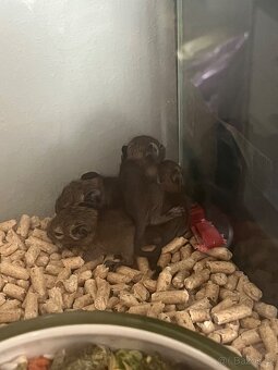 Osmáci Degu - 3