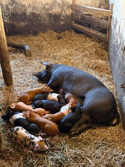 DUROC mladá prasnice + 9 selat - 3