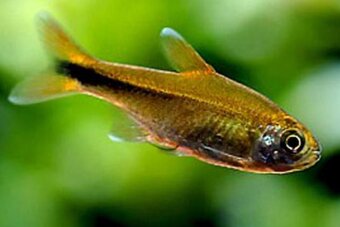 Tetra měděná - Hasemania nana - 3