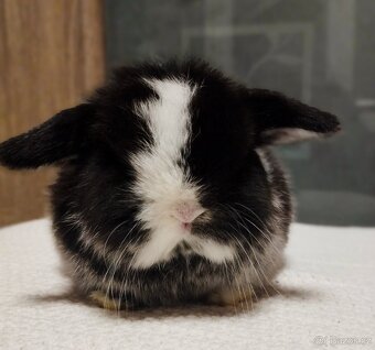 Zakrslý králíček - beránek minilop - 3