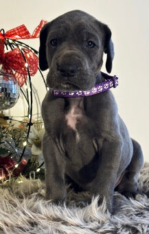 Německá doga modrá s PP - 1 měsíc - 3