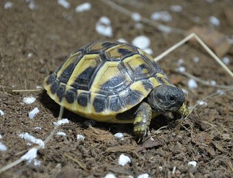 Želva zelenavá - 3
