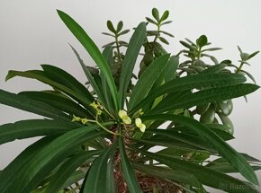 Tlustice a pryšec - 3