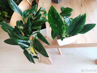 Monstera Cobra variegata - 3